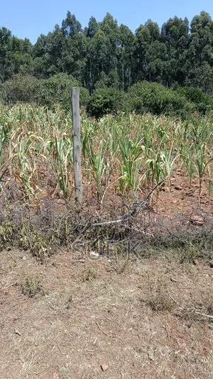 Plot for Sale - Mushroom Estate Eldoret (Ready Title Deed) KSH 