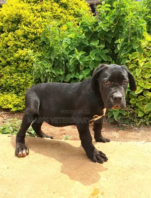 1-3 months Female Purebred Cane Corso