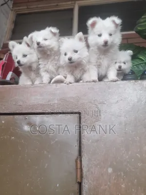 1-3 months Female Purebred Japanese Spitz