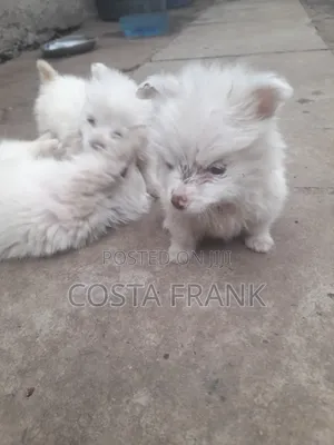 1-3 months Male Purebred Japanese Spitz