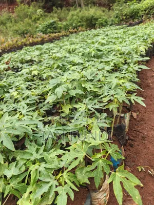 Fruit Trees