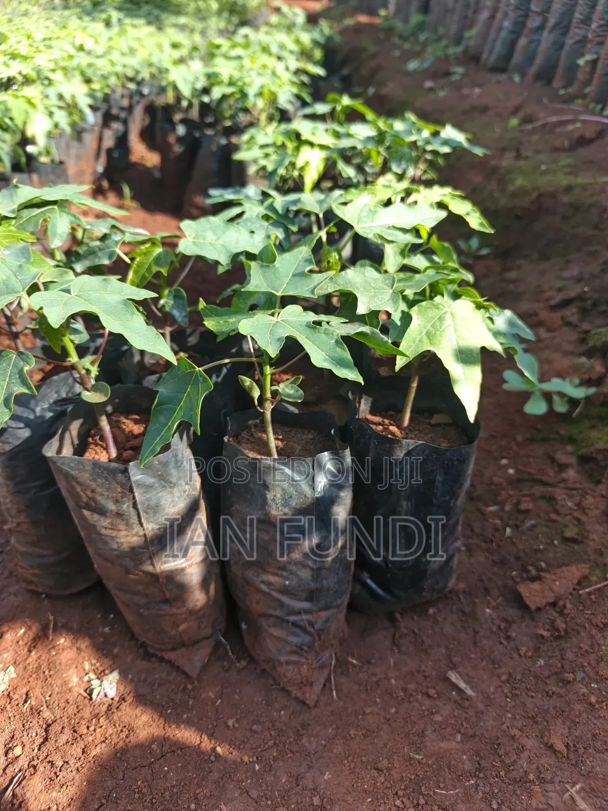 Fruit Trees