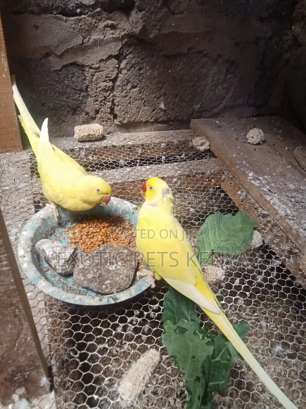 Yellow Ringnecks