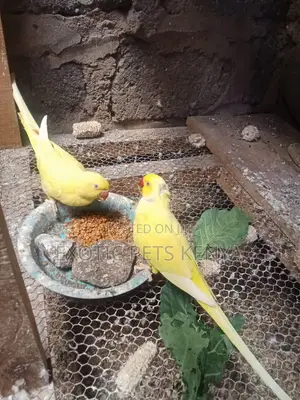 Yellow Ringnecks