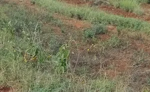 Ruoru Kamakis Karuguru 2 Plots for Sale