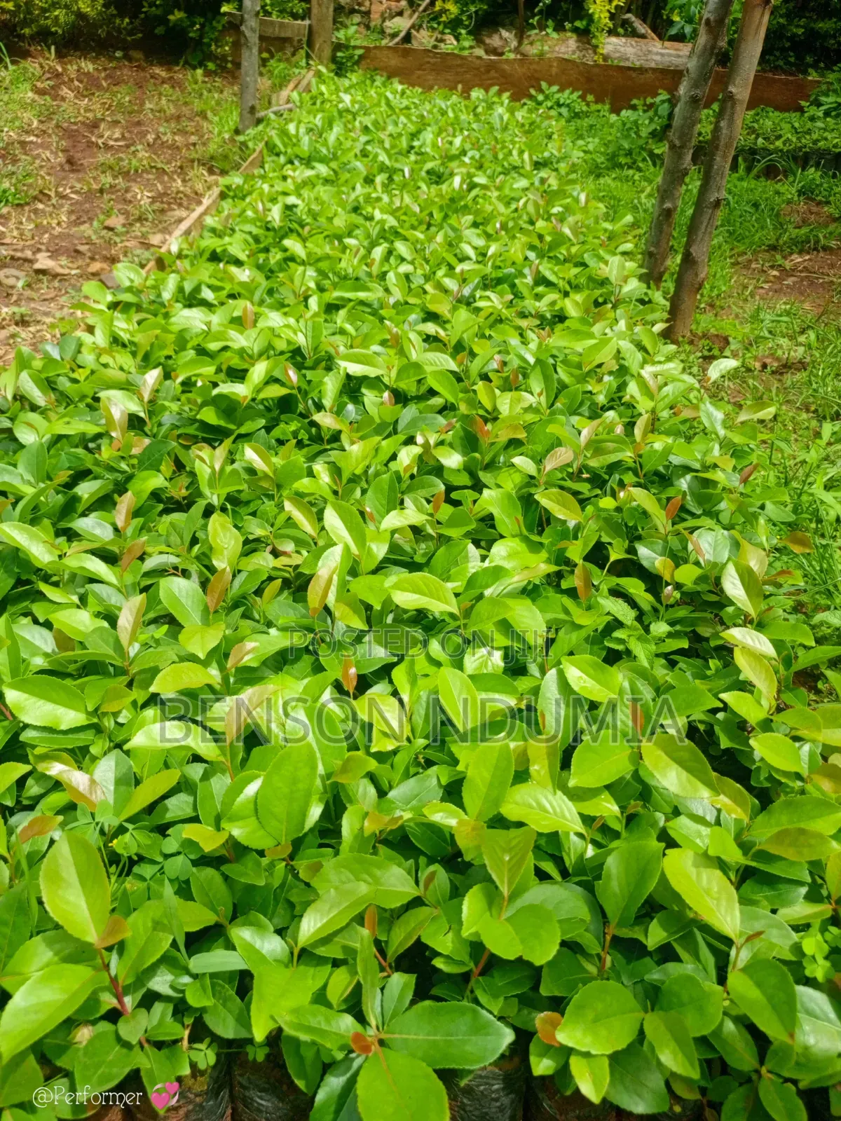 Original Muguka Seedlings for Sale.