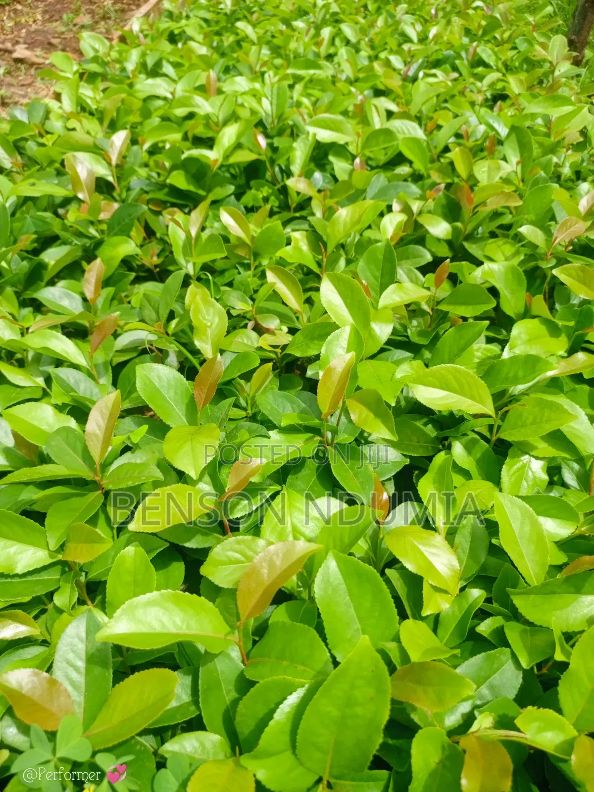 Original Muguka Seedlings for Sale.