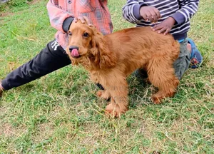 6-12 months Male Purebred English Cocker Spaniel