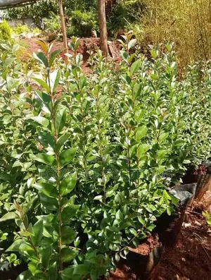 Live Fence Japonica