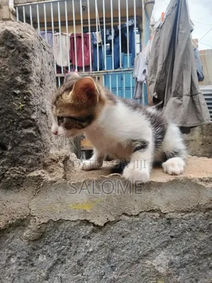 1-3 months Male Mixed Breed Cat