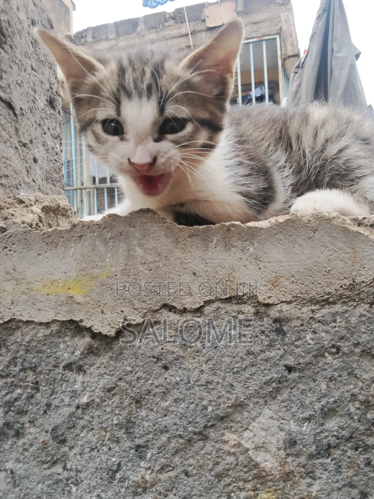 1-3 months Male Mixed Breed Cat