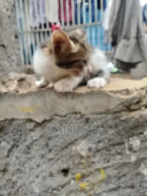 1-3 months Male Mixed Breed Cat