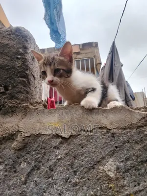 1-3 months Male Mixed Breed Cat
