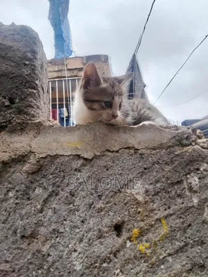 1-3 months Male Mixed Breed Cat