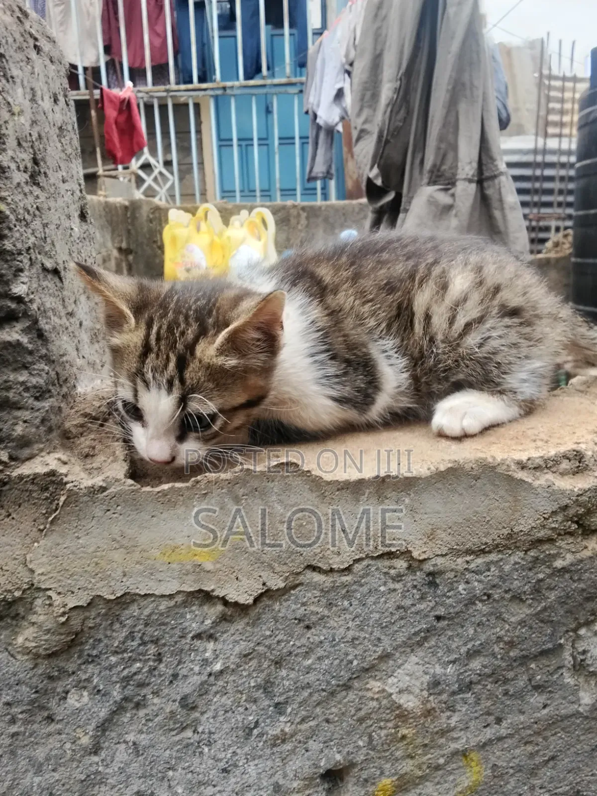 1-3 months Male Mixed Breed Cat