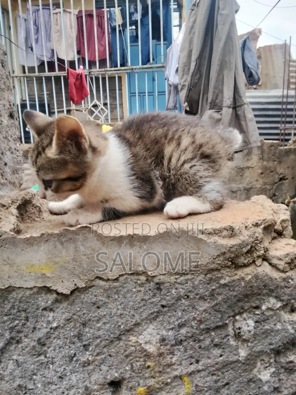 1-3 months Male Mixed Breed Cat