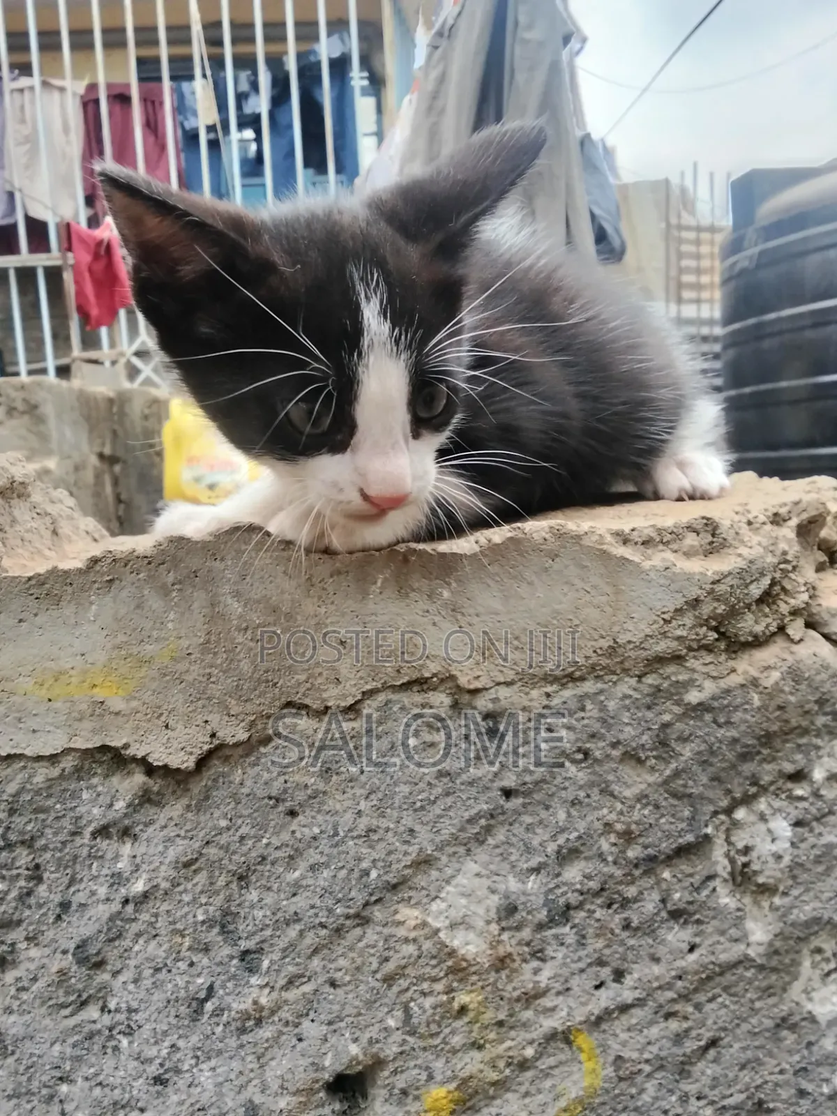 1-3 months Male Mixed Breed Cat