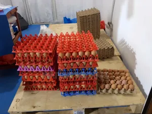 Broiler Eggs