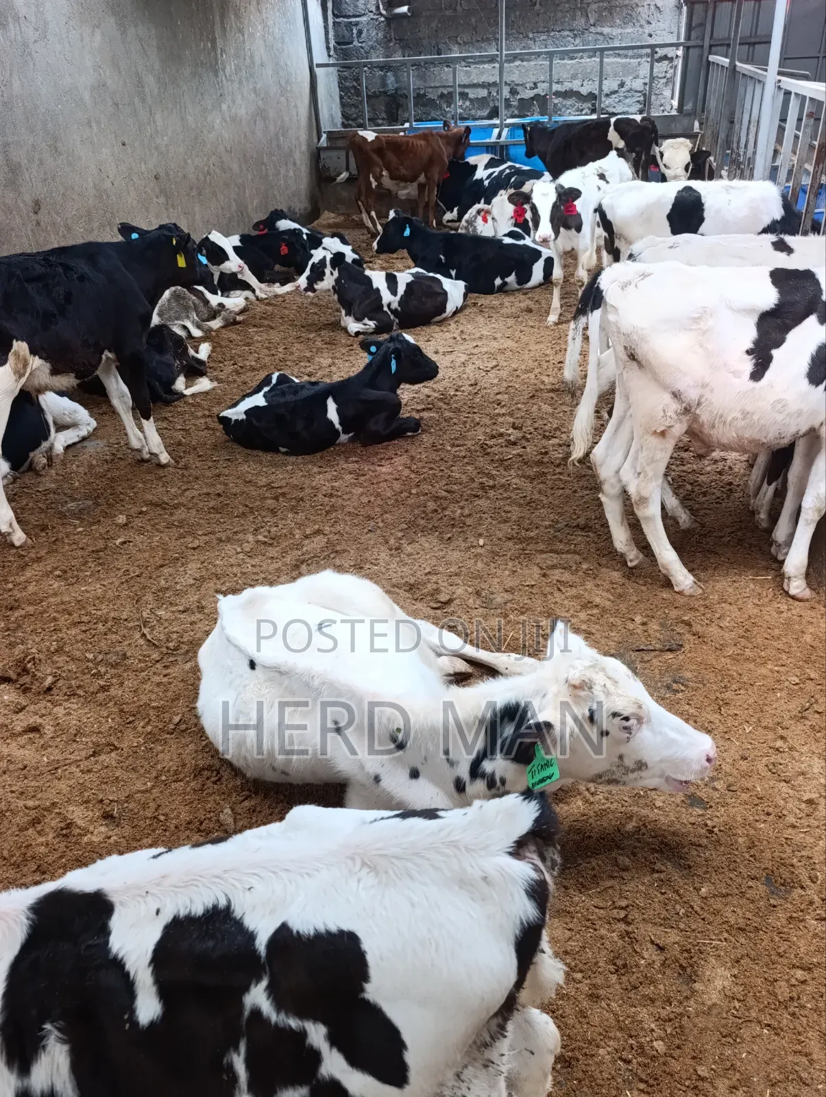 Weaned Pedigree Calves