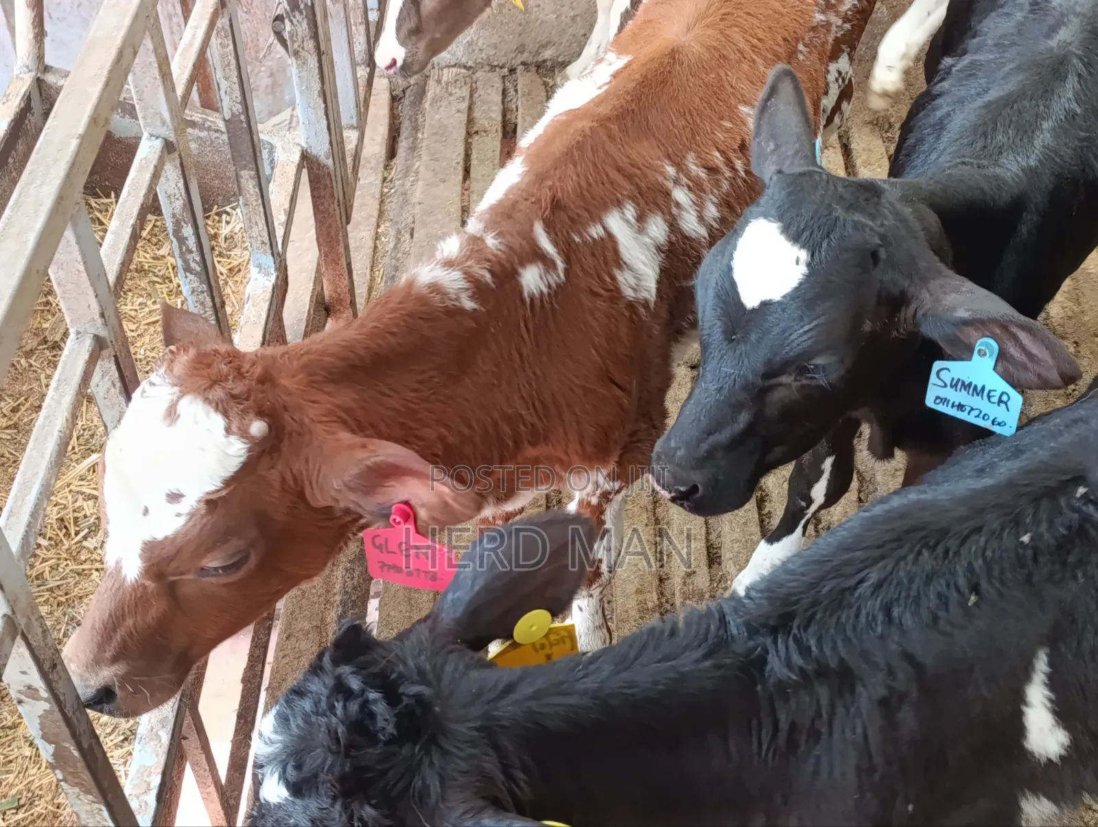 Weaned Pedigree Calves