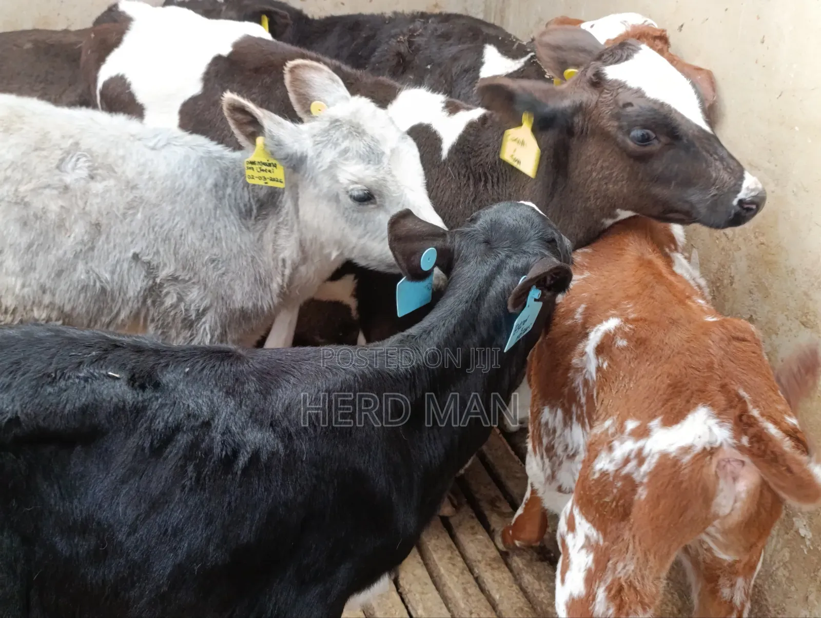 Weaned Pedigree Calves