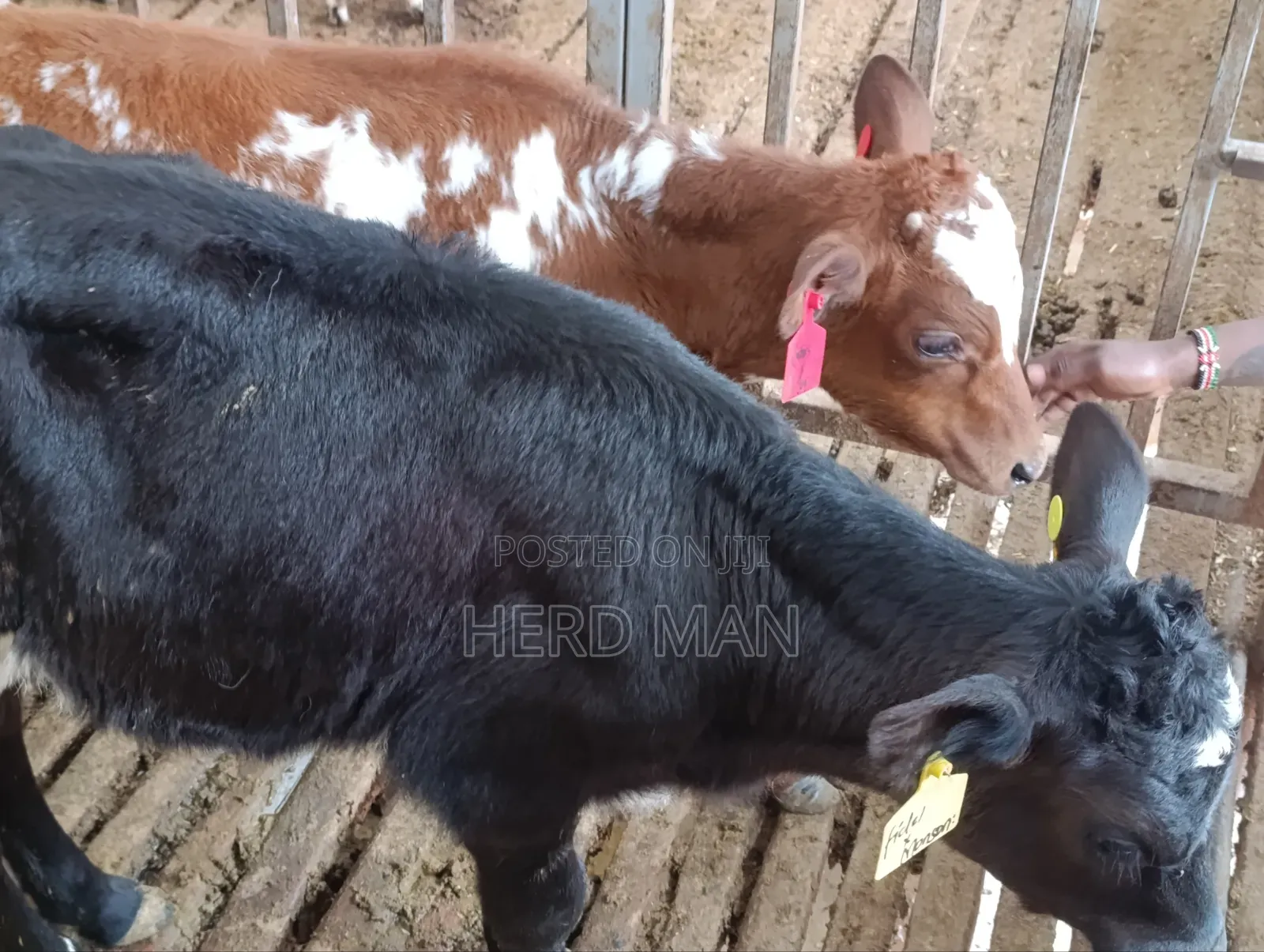 Weaned Pedigree Calves