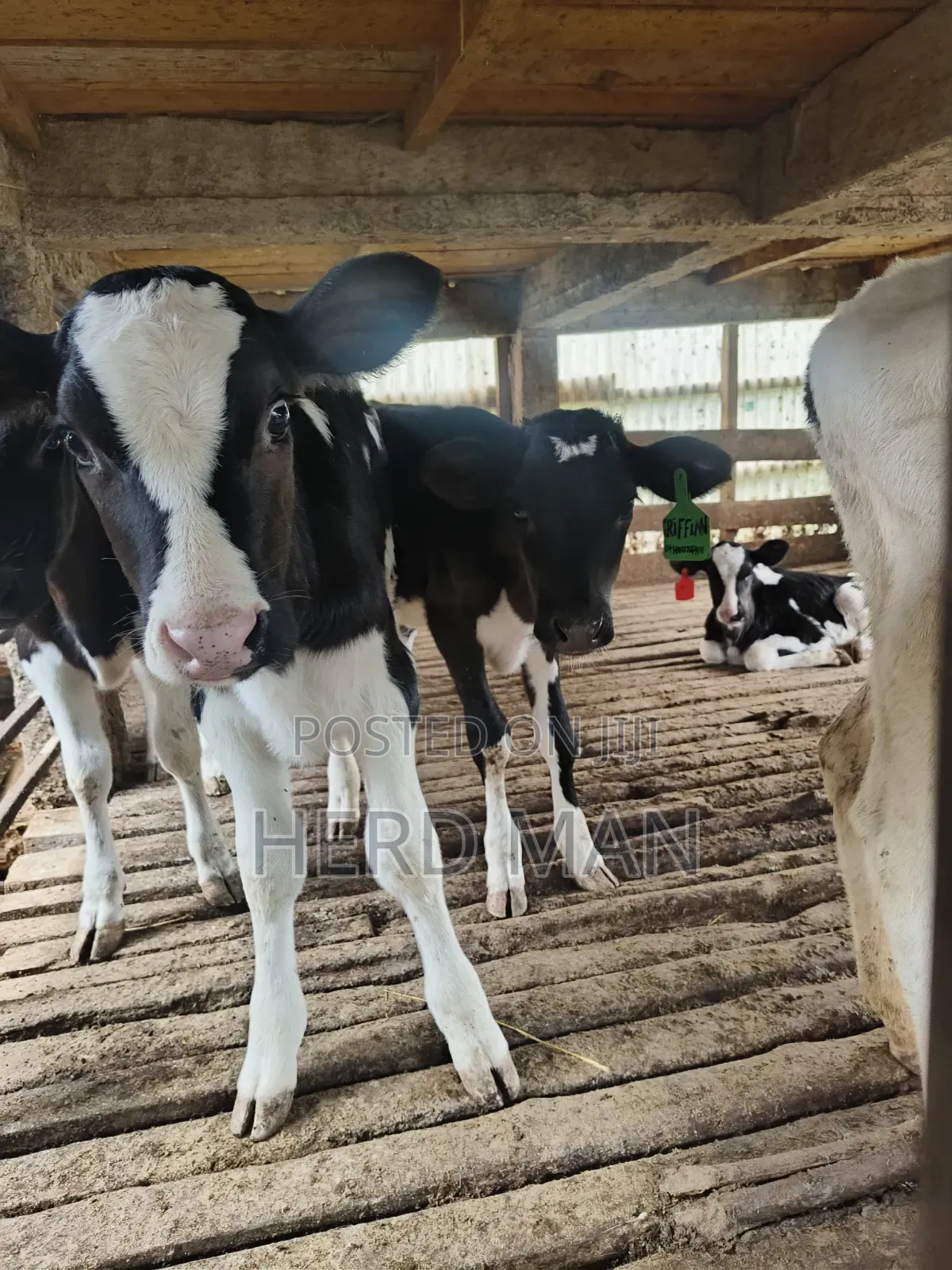 Weaned Pedigree Calves