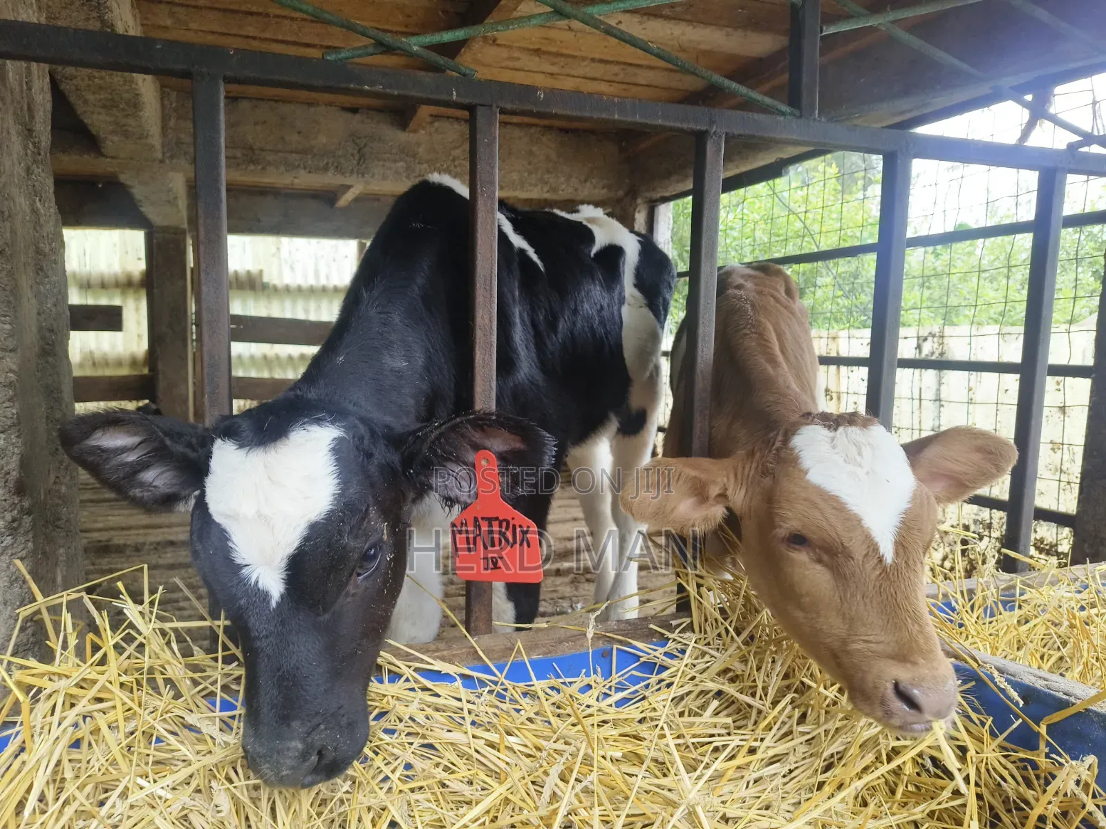 Weaned Pedigree Calves