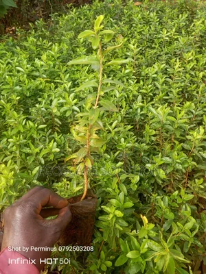 Kayaba Seedlings
