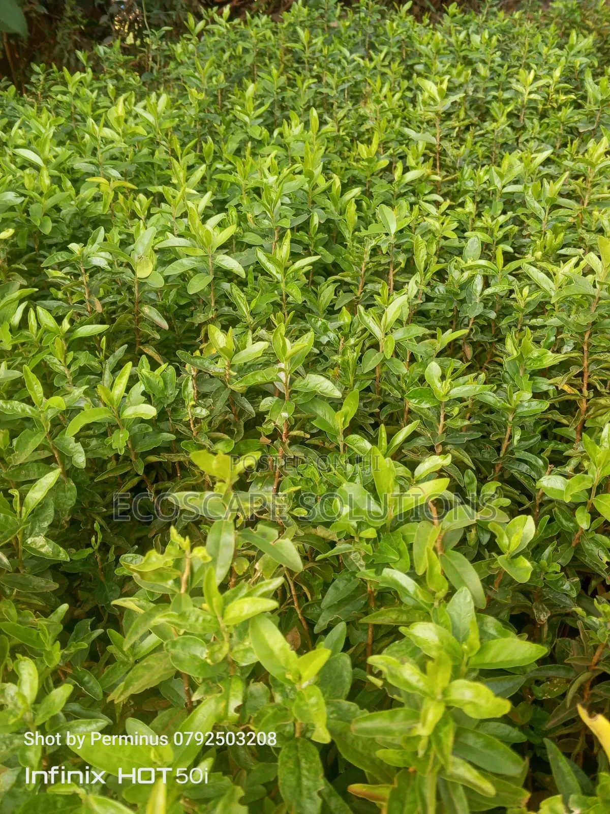 Kayaba Seedlings