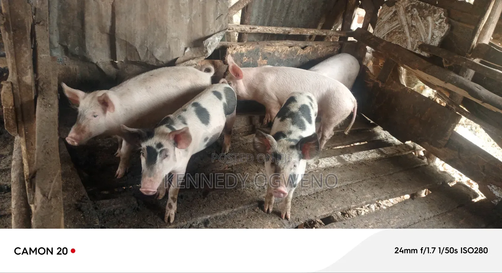 Doroc Piglets