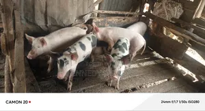 Doroc Piglets