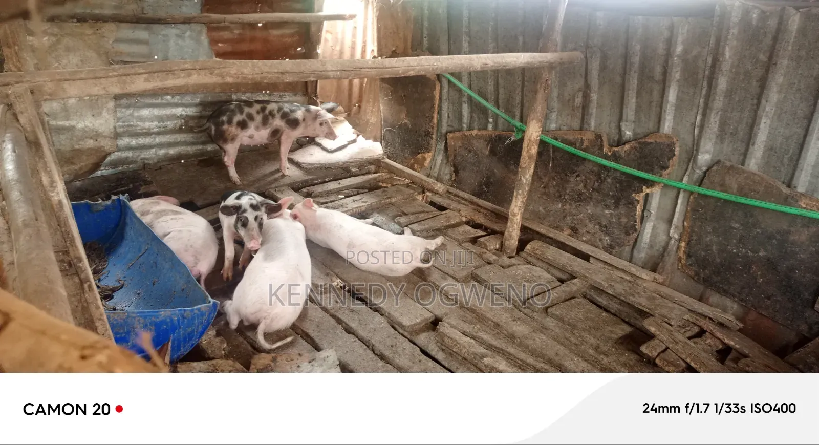 Doroc Piglets