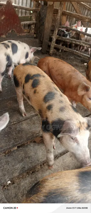 Doroc Piglets
