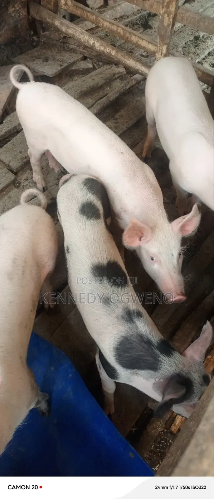Doroc Piglets