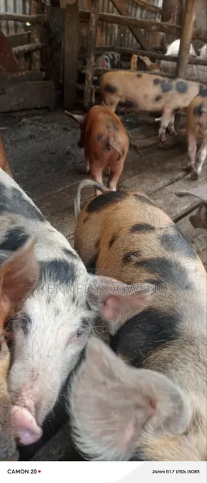 Doroc Piglets