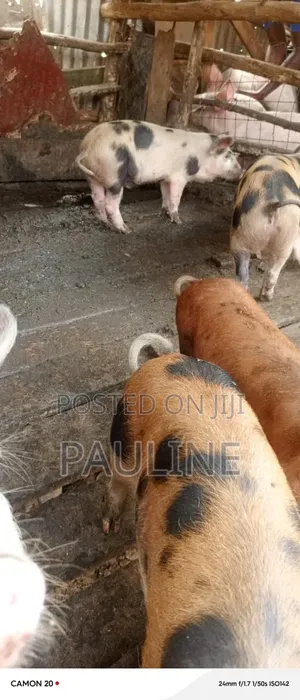 Duroc Piglets