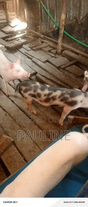 Duroc Piglets