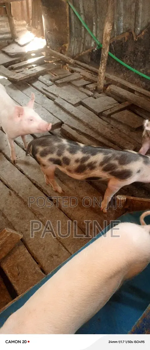 Duroc Piglets