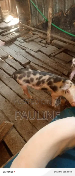 Duroc Piglets