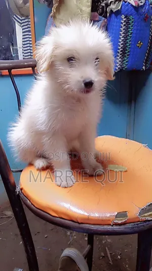 6-12 months Male Mixed Breed Chihuahua
