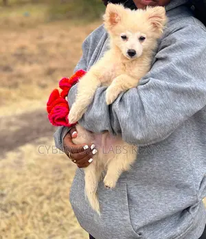 1-3 months Male Purebred Chihuahua