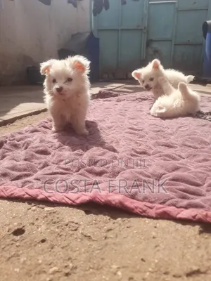 1-3 months Male Purebred Japanese Spitz