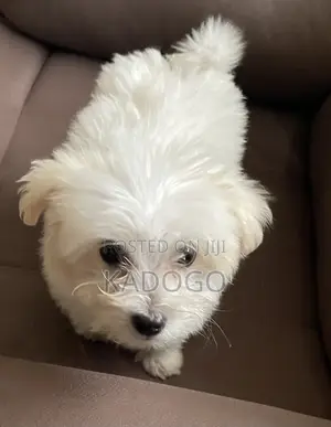 6-12 months Male Purebred Maltese