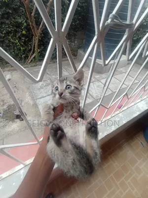 1-3 months Male Mixed Breed Cat
