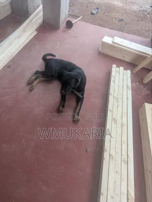 6-12 months Male Purebred Rottweiler