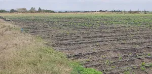 Land for Sell