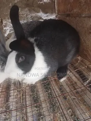 Hybrid Rabbits