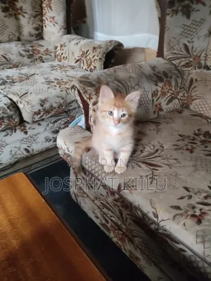 1-3 months Male Mixed Breed Cat