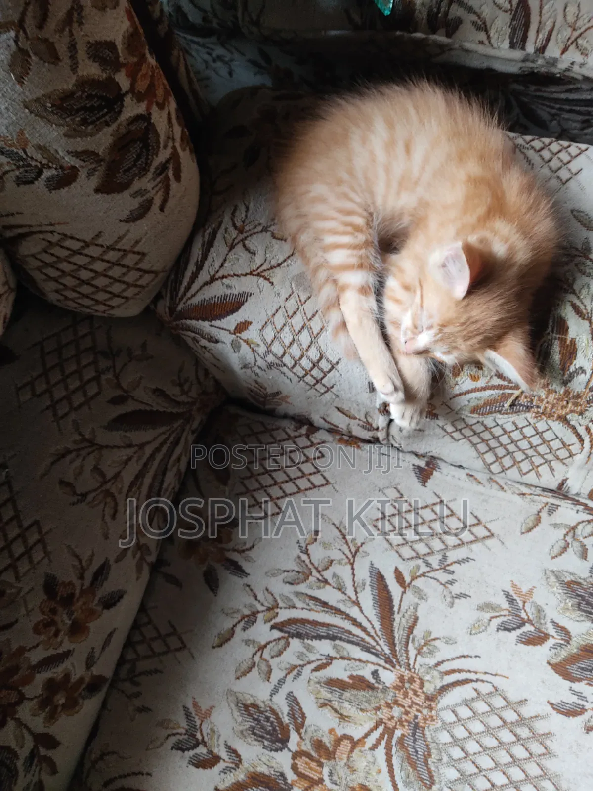 1-3 months Male Mixed Breed Cat